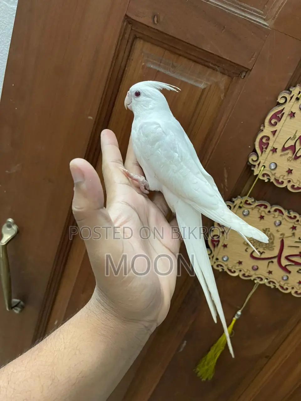 Albino Cockatiel