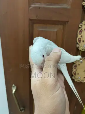 Albino Cockatiel