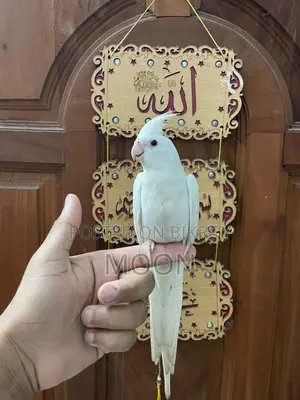 Albino Cockatiel