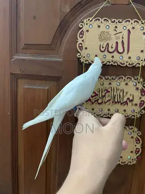 Albino Cockatiel