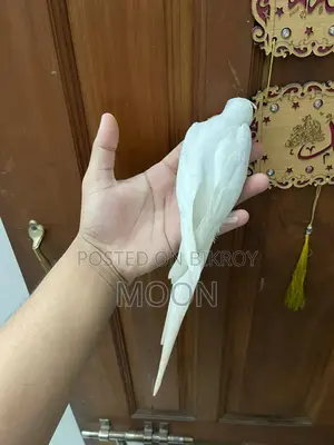 Albino Cockatiel