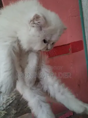 Cat for Sale