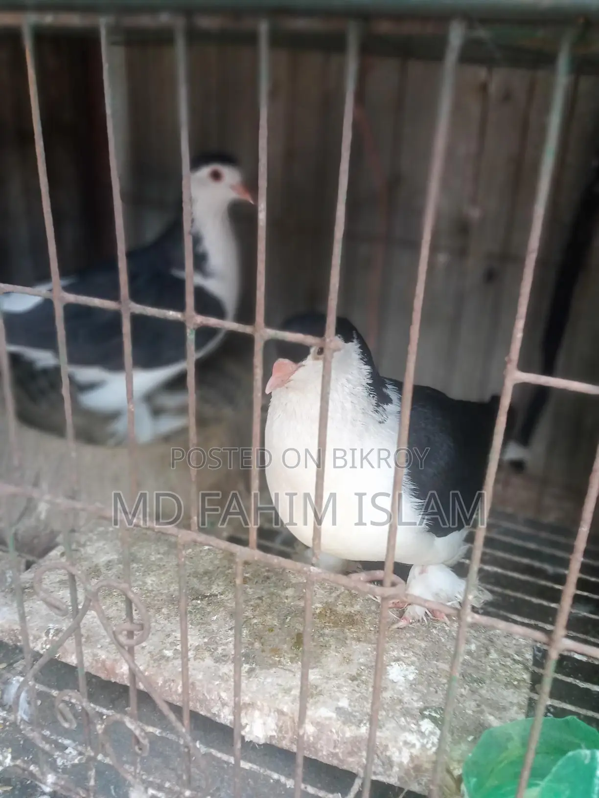 Bird: Healthy, Vaccinated, and Proven Breeder