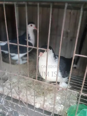 Bird: Healthy, Vaccinated, and Proven Breeder