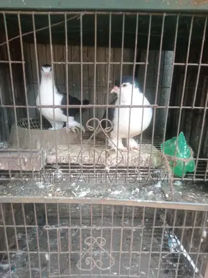 Bird: Healthy, Vaccinated, and Proven Breeder
