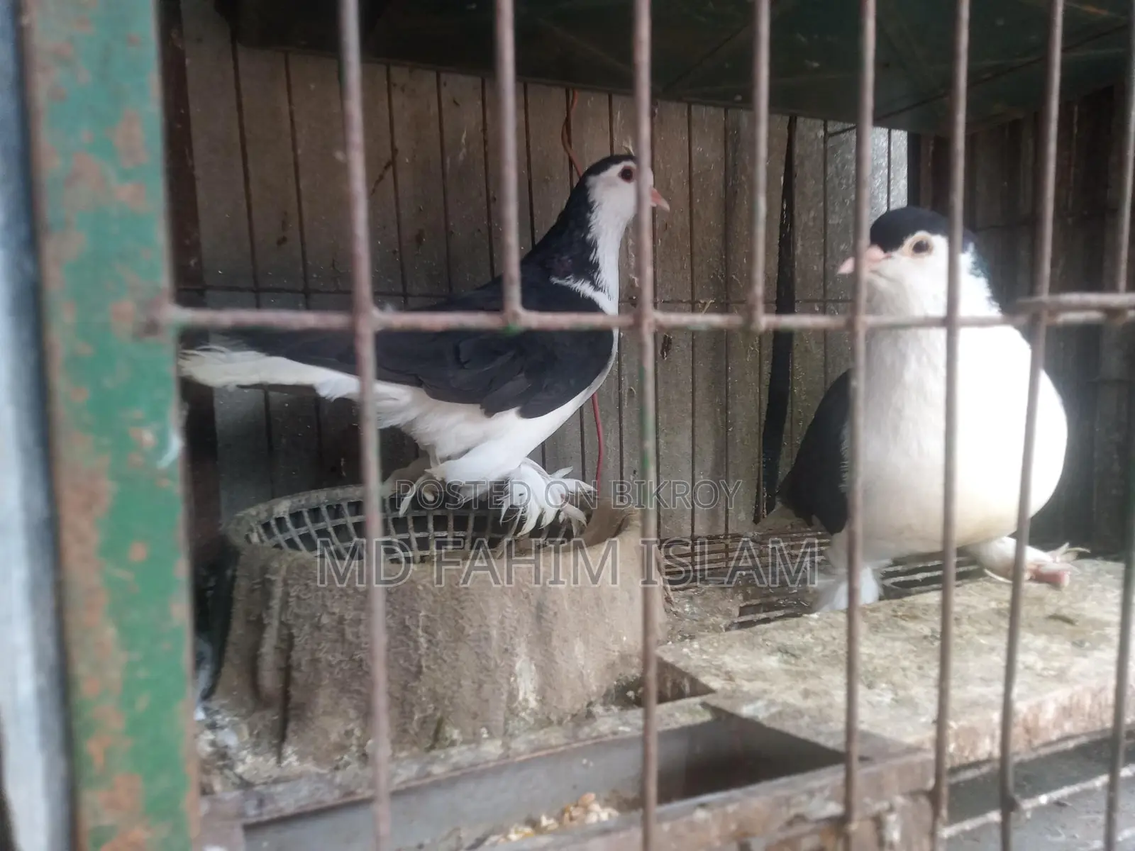 Bird: Healthy, Vaccinated, and Proven Breeder