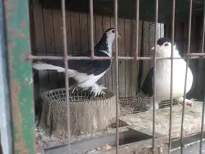 Bird: Healthy, Vaccinated, and Proven Breeder