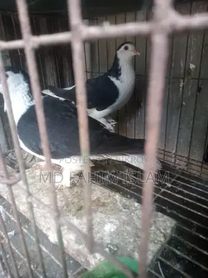 Bird: Healthy, Vaccinated, and Proven Breeder