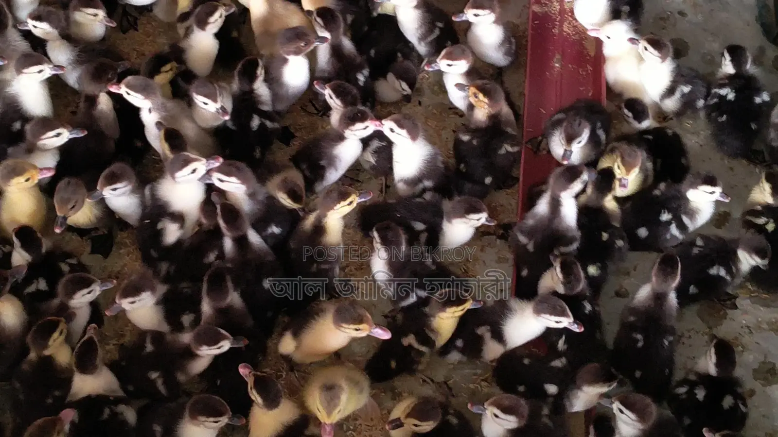 🐣One-day-old Chinese ducklings for sale🐣