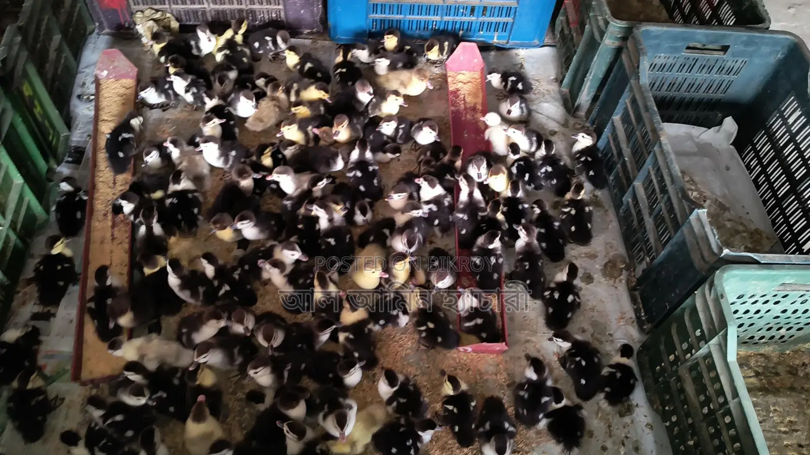🐣One-day-old Chinese ducklings for sale🐣