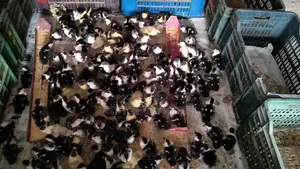 🐣One-day-old Chinese ducklings for sale🐣