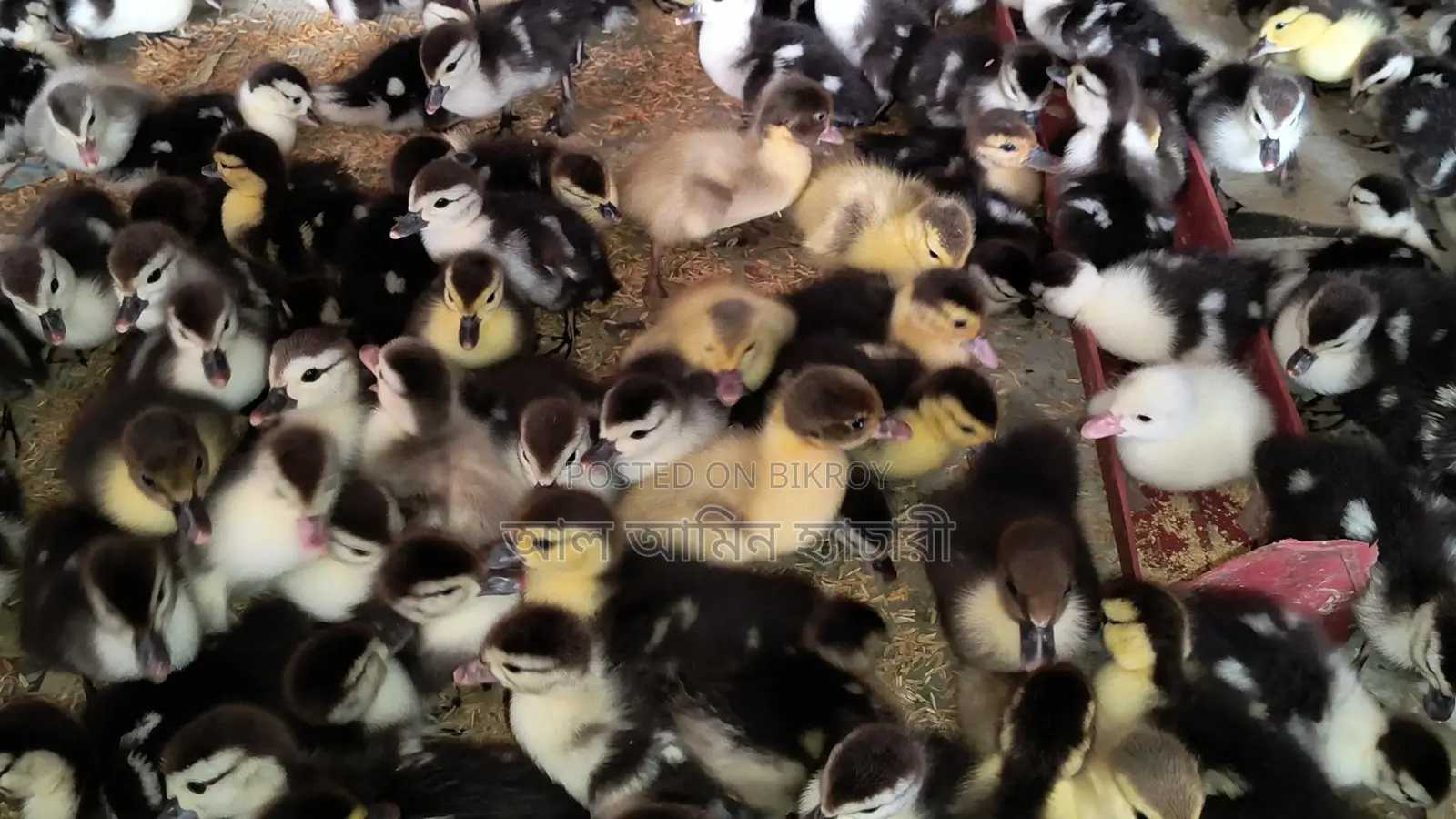 🐣One-day-old Chinese ducklings for sale🐣
