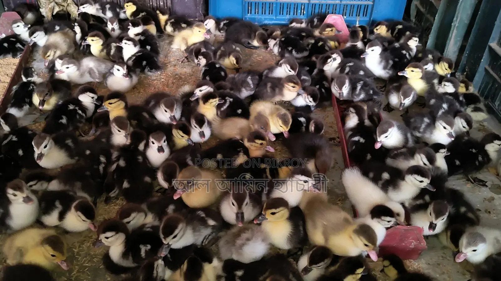 🐣One-day-old Chinese ducklings for sale🐣
