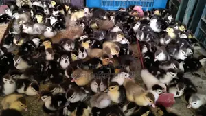 🐣One-day-old Chinese ducklings for sale🐣