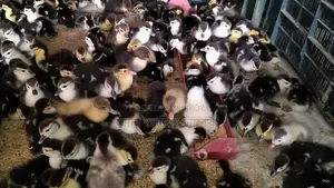 🐣One-day-old Chinese ducklings for sale🐣
