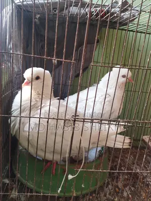 Two Pairs of Fancy Running White Pigeons with Eggs for Sale