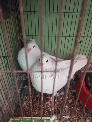 Two Pairs of Fancy Running White Pigeons with Eggs for Sale