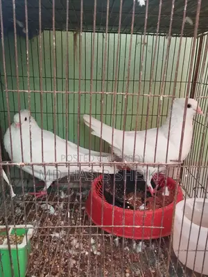 Two Pairs of Fancy Running White Pigeons with Eggs for Sale