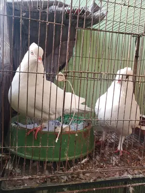 Two Pairs of Fancy Running White Pigeons with Eggs for Sale