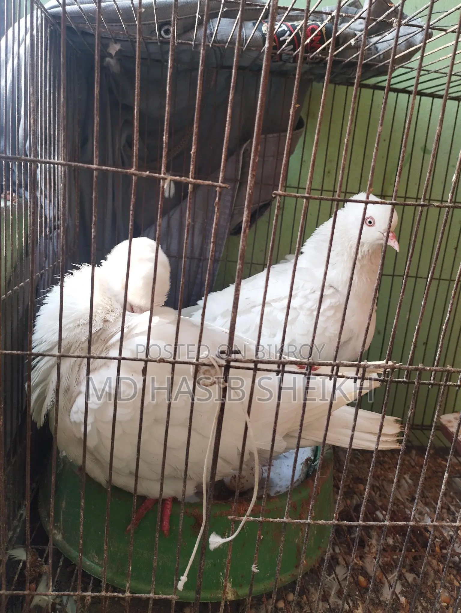 Two Pairs of Fancy Running White Pigeons with Eggs for Sale