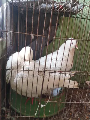 Two Pairs of Fancy Running White Pigeons with Eggs for Sale