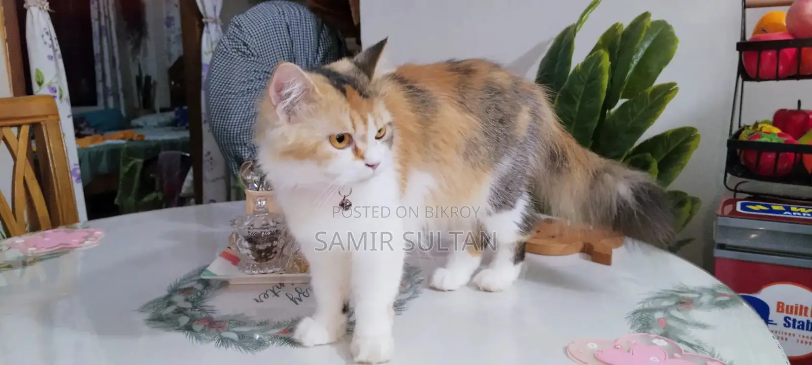 Persian Cat