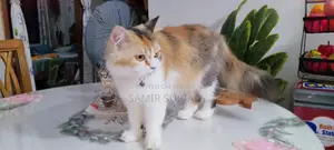 Persian Cat