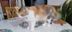 Persian Cat