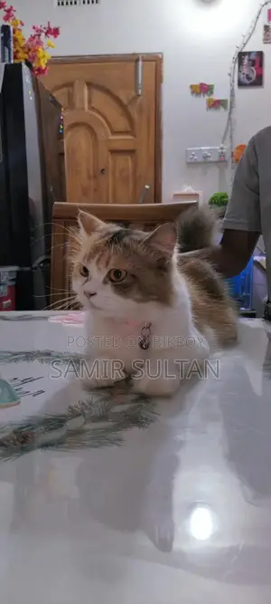 Persian Cat
