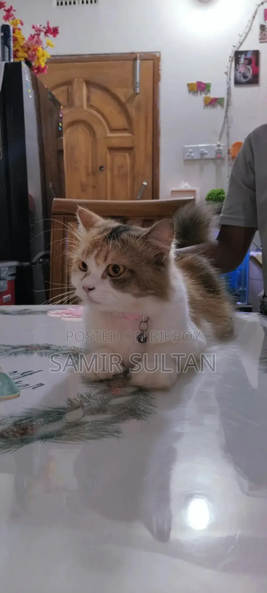 Persian Cat