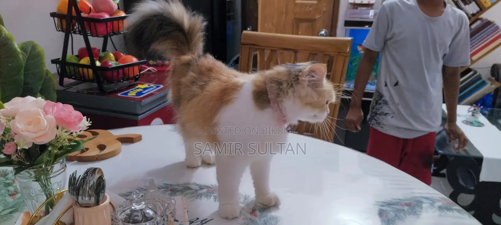Persian Cat