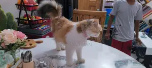 Persian Cat