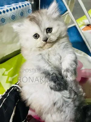 Persian Cat