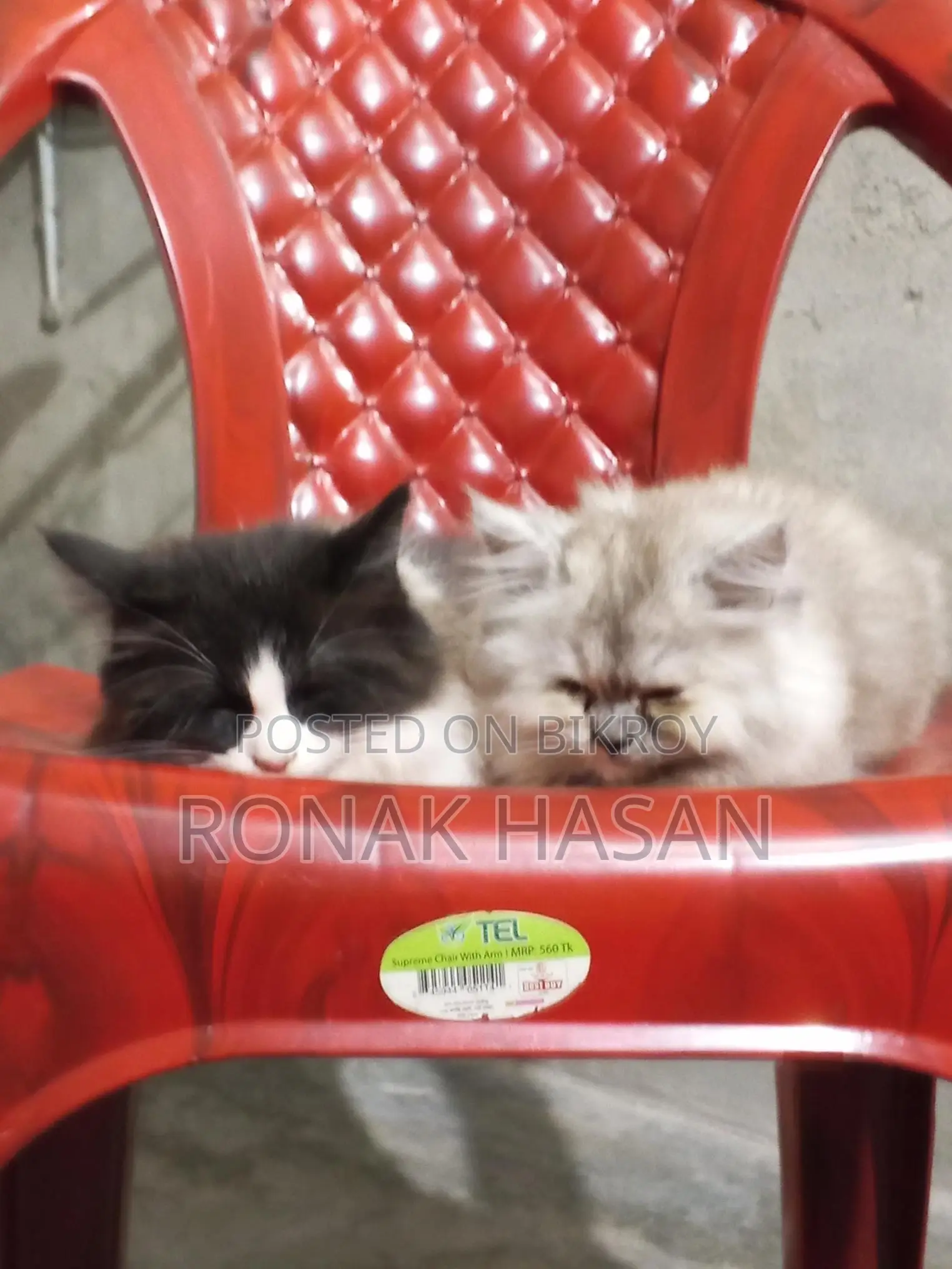 Persian Cat