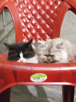 Persian Cat