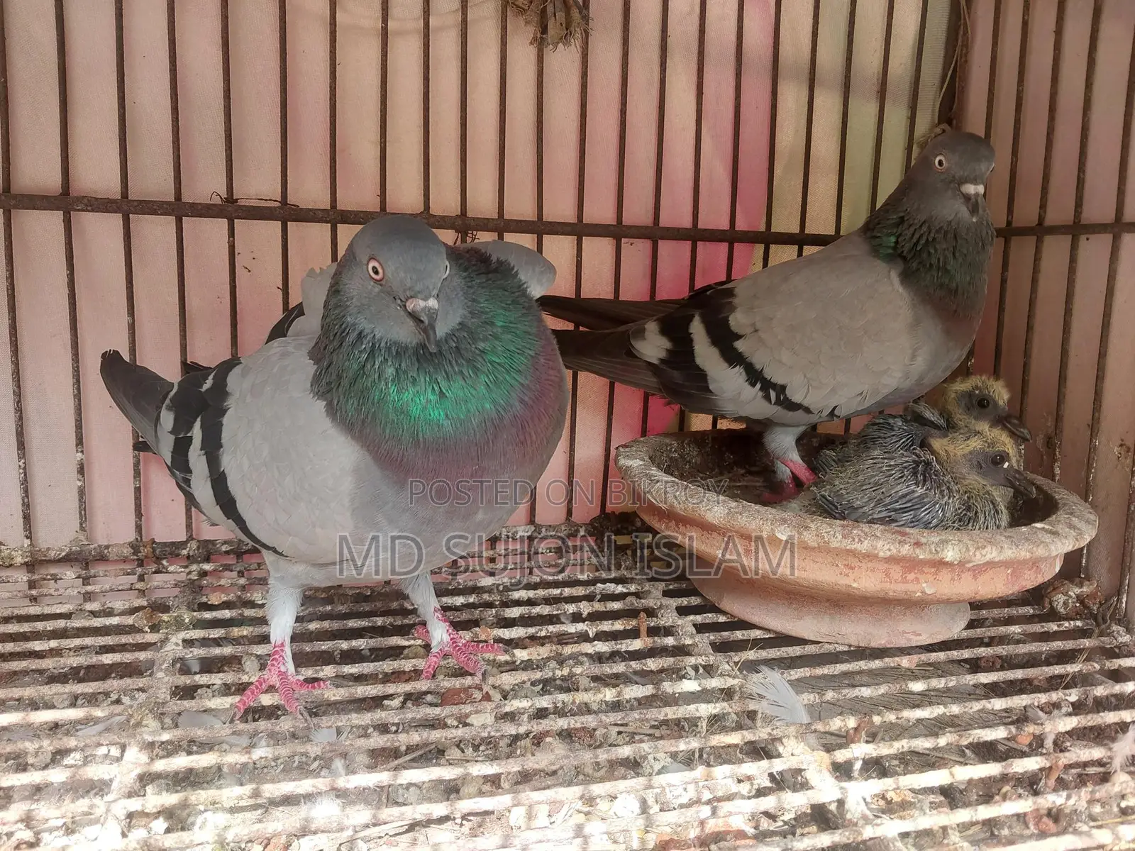 কবুতর