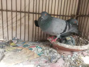 কবুতর