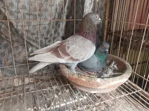 কবুতর