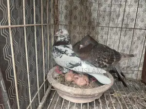 কবুতর