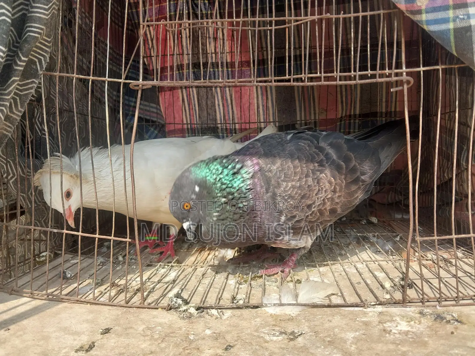 কবুতর