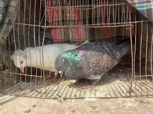 কবুতর