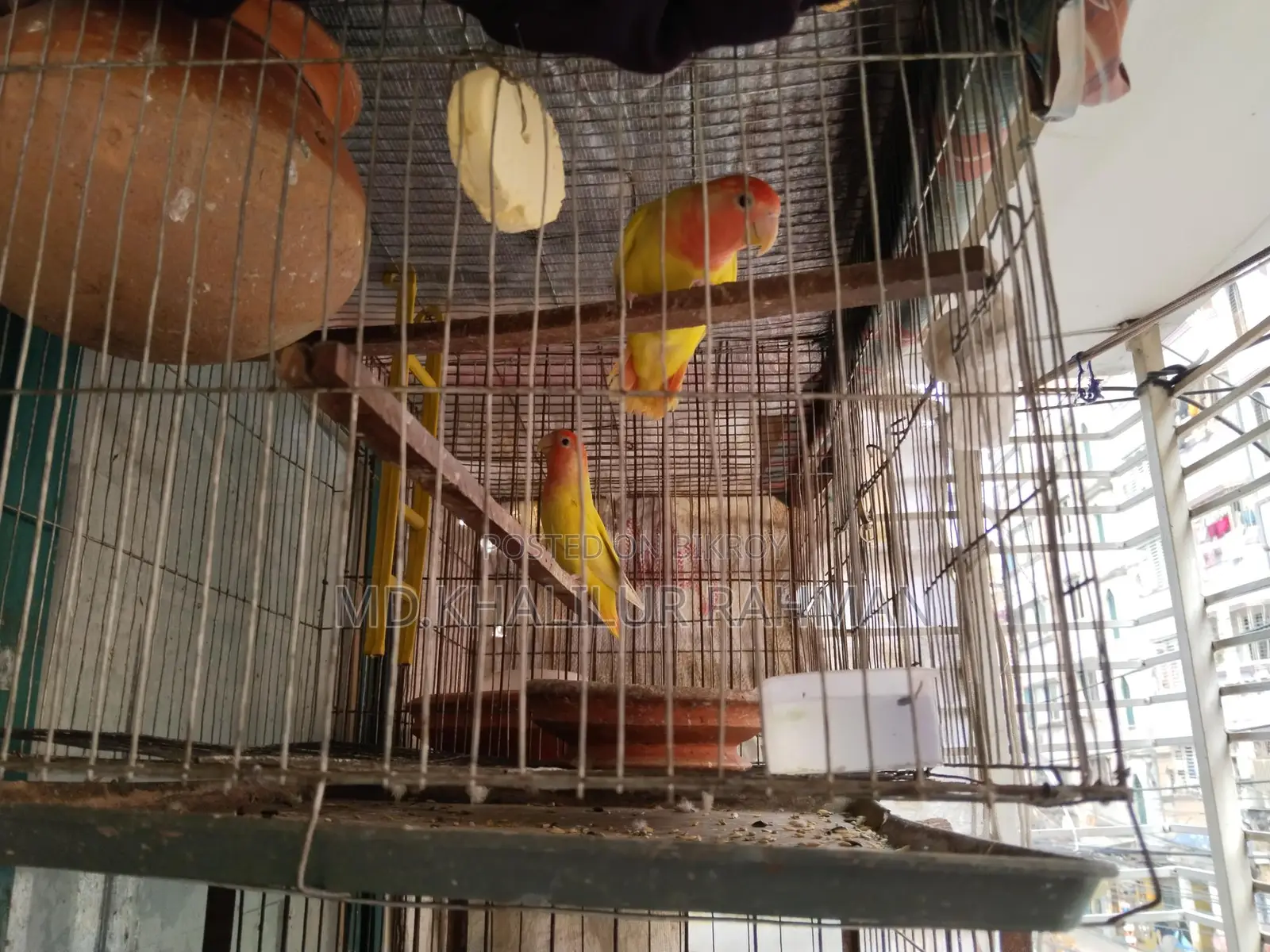 Pair of Half-Tame Running Lovebirds for Sale