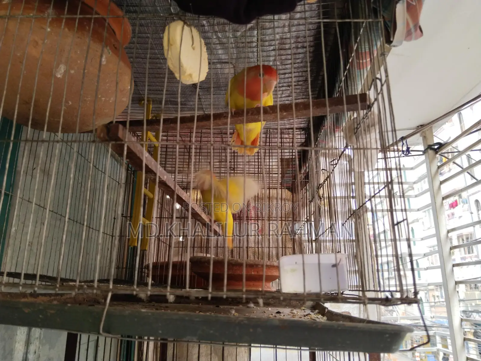 Pair of Half-Tame Running Lovebirds for Sale