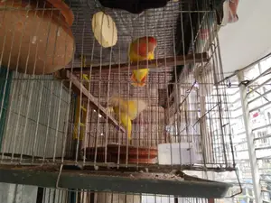 Pair of Half-Tame Running Lovebirds for Sale