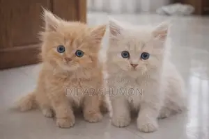 Persian Cat
