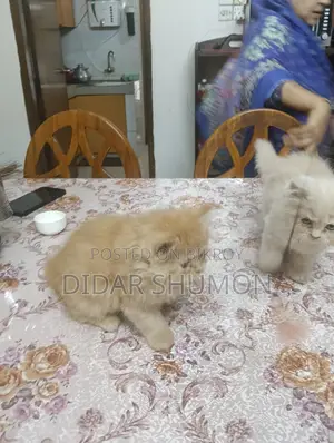 Persian Cat