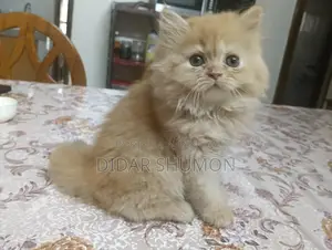 Persian Cat