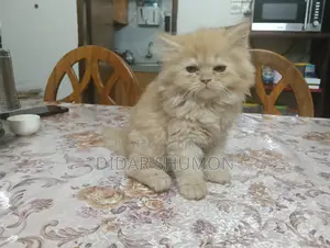 Persian Cat