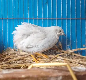 King Quail Male
