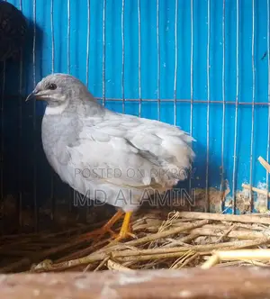 King Quail Male
